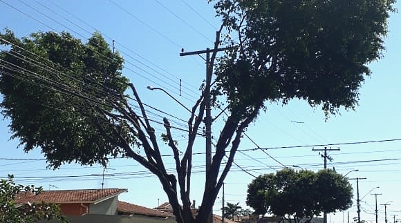 Zé Luiz questiona serviço de poda de árvore feita pela CPFL